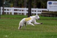 MCH76602  Dash, Piper