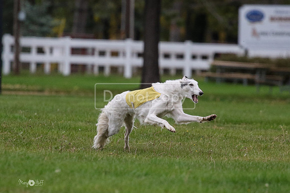 MCH76602  Dash, Piper