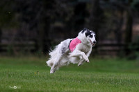 MCH76615  Dash, Piper