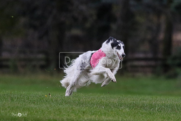 MCH76615  Dash, Piper
