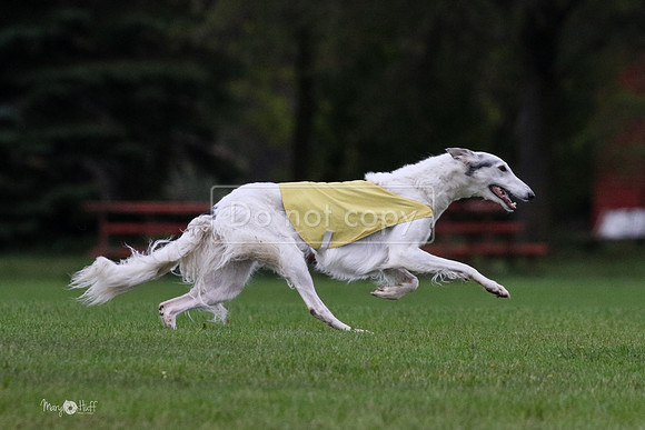 MCH76625  Dash, Piper