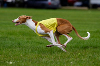 Ibizan Hound