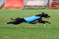 Whippet FCh