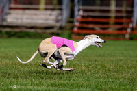 Whippet Vets