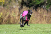 MCH76865