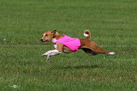 MCH75376  Pepper, Nala, Ruby