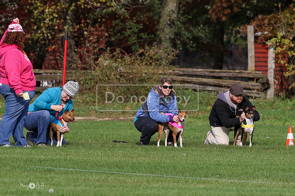 MCH75373  Pepper, Nala, Ruby