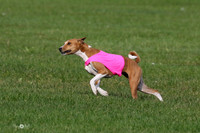 MCH75378  Pepper, Nala, Ruby