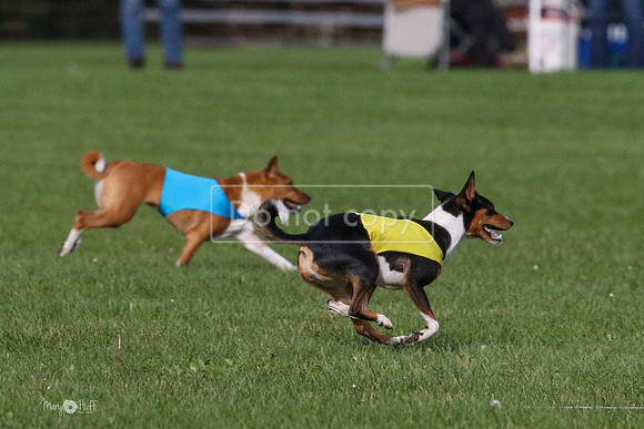 MCH75398  Pepper, Nala, Ruby
