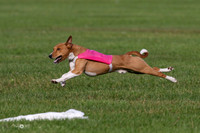 Basenji