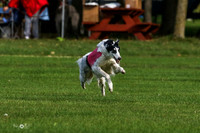 MCH75461  Dash, Piper