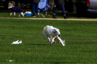 MCH75462  Dash, Piper