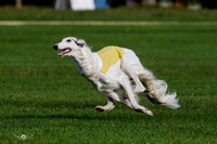 Borzoi