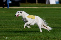 MCH75468  Dash, Piper