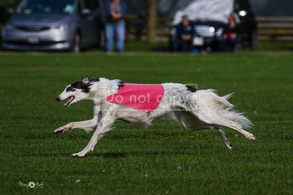 MCH75471  Dash, Piper