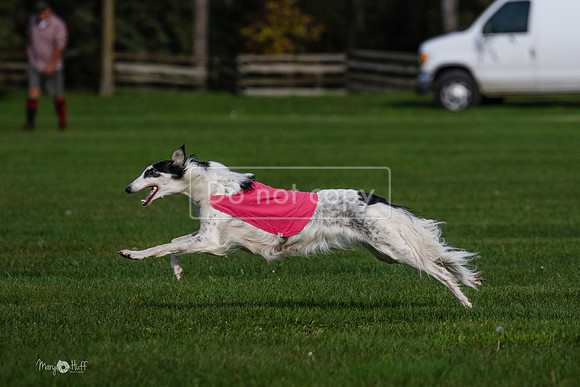 MCH75474  Dash, Piper