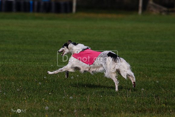MCH75479  Dash, Piper