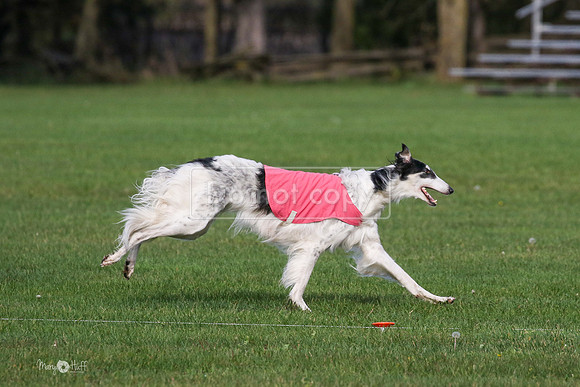 MCH75491  Dash, Piper