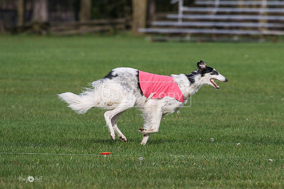 MCH75492  Dash, Piper