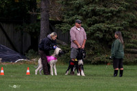 MCH75654  Dodger, Komo