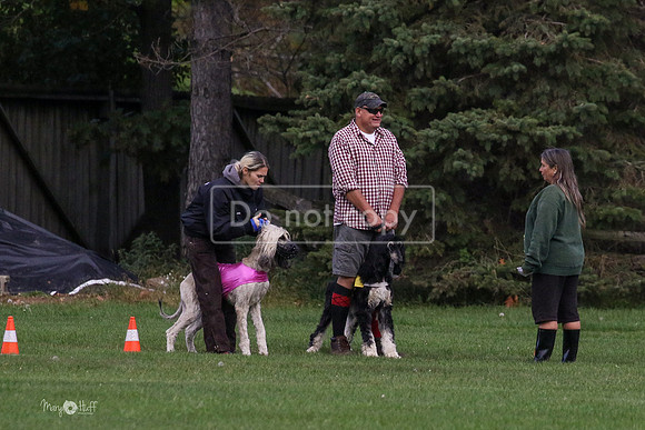 MCH75654  Dodger, Komo