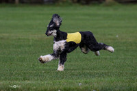 MCH75659  Dodger, Komo