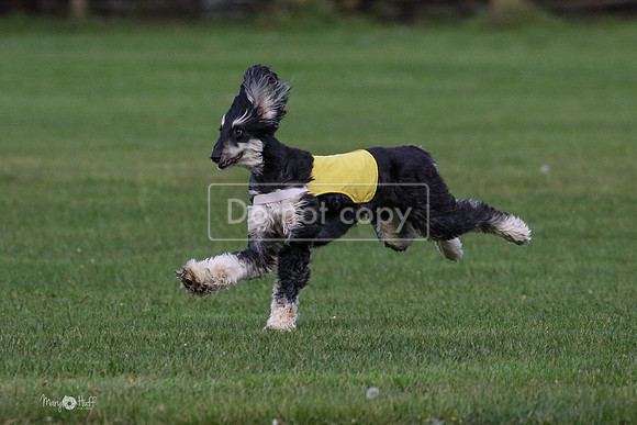 MCH75659  Dodger, Komo