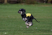 MCH75657  Dodger, Komo