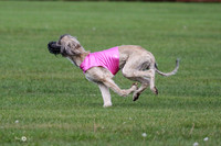 MCH75663  Dodger, Komo
