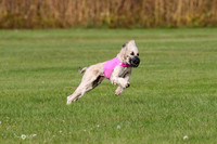 MCH75668  Dodger, Komo