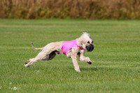 MCH75672  Dodger, Komo