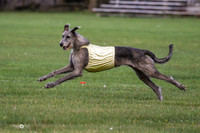 Irish Wolfhound