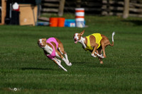 Ibizan Hound
