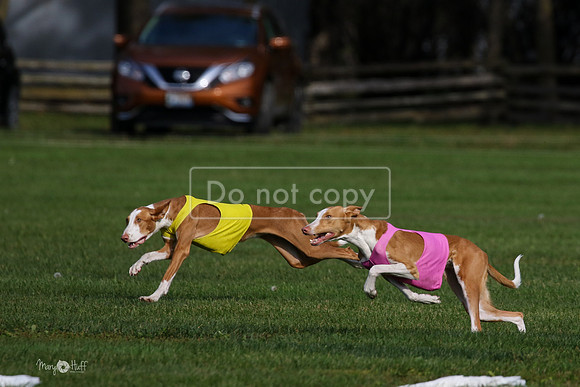 MCH75563  Izzy, Seren