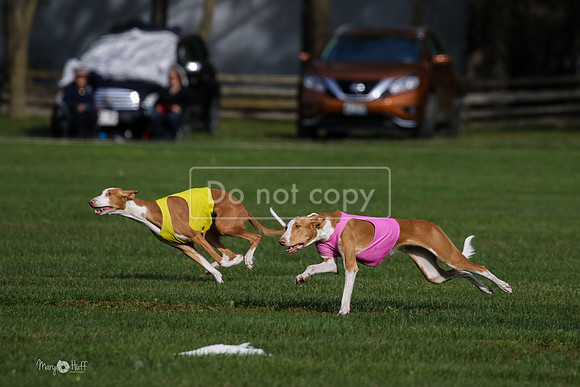 MCH75564  Izzy, Seren