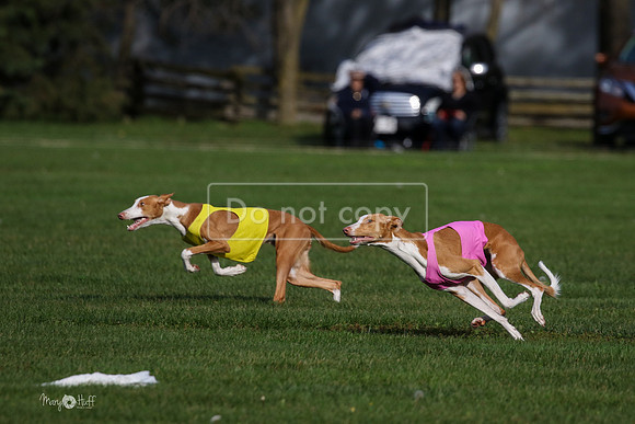 MCH75565  Izzy, Seren