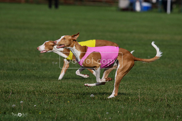 MCH75572  Izzy, Seren