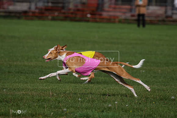 MCH75573  Izzy, Seren