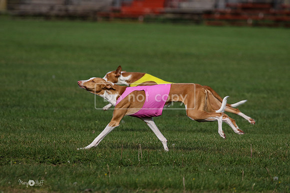 MCH75574  Izzy, Seren