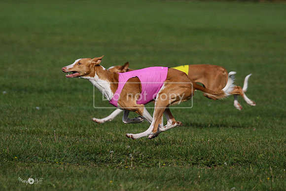 MCH75575  Izzy, Seren