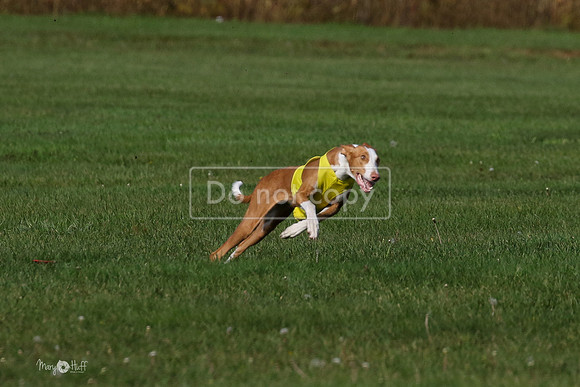 MCH75583  Izzy, Seren
