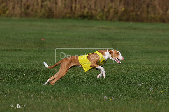 MCH75584  Izzy, Seren