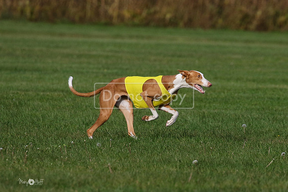MCH75587  Izzy, Seren