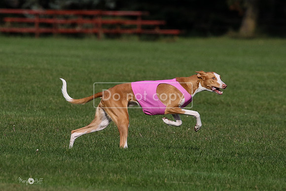 MCH75590  Izzy, Seren