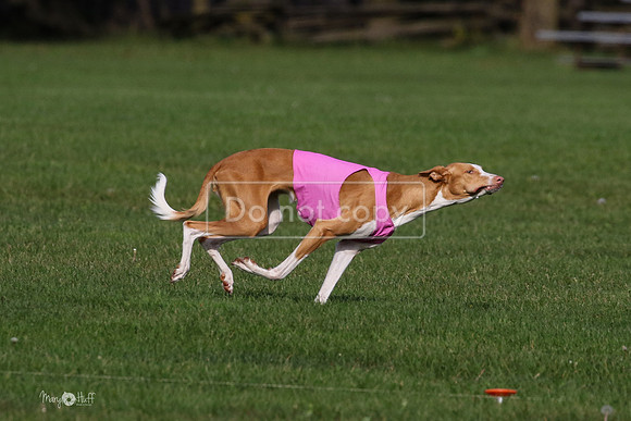 MCH75592  Izzy, Seren