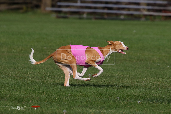 MCH75593  Izzy, Seren
