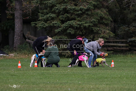 MCH75960 Katie, Cookie, Dasher