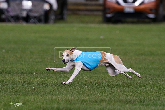 MCH75966 Katie, Cookie, Dasher