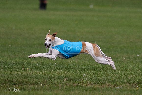 MCH75970 Katie, Cookie, Dasher