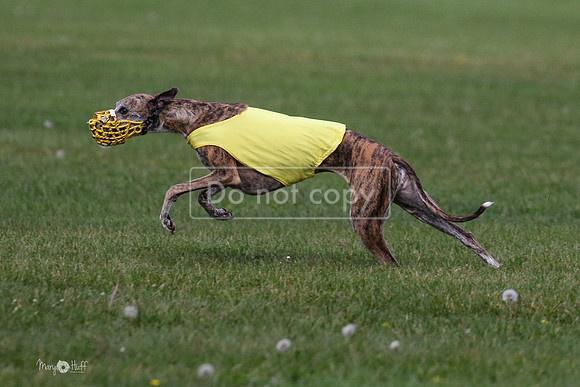 MCH75971 Katie, Cookie, Dasher